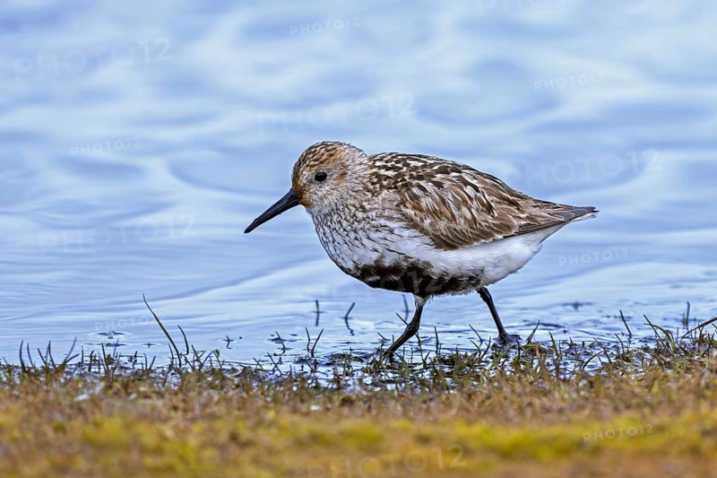 Dunlin (Calidris alpina alpina) in breeding plumage foraging in shallow water of pond in marshland in summer on Svalbard, Spitsbergen, Norway
