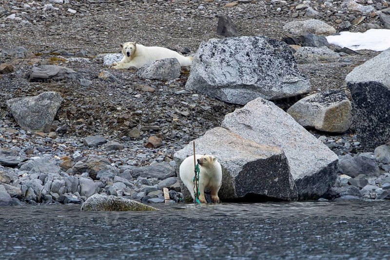 Polar bear (Ursus maritimus) playing with washed ashore garbage and discarded nylon fishing net along the coast of Svalbard, Spitsbergen in summer