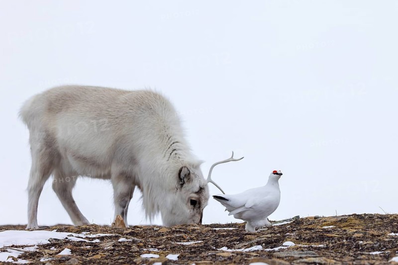Rock ptarmigan (Lagopus muta) male / cock in white winter plumage and Svalbard reindeer foraging on snow covered tundra in spring, Spitsbergen