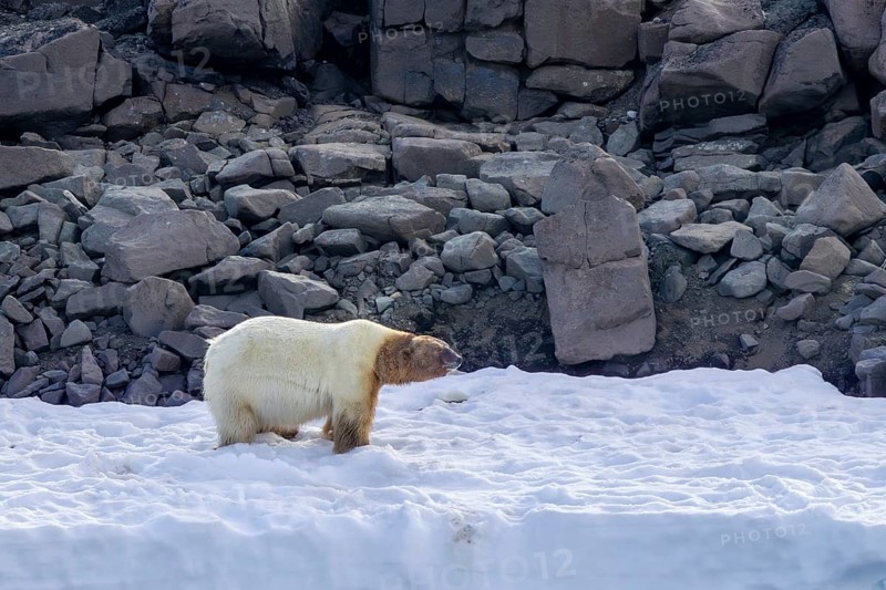 Fat polar bear (Ursus maritimus) with blood covered head after feeding on killed walrus walking along the coast of Svalbard / Spitsbergen in summer
