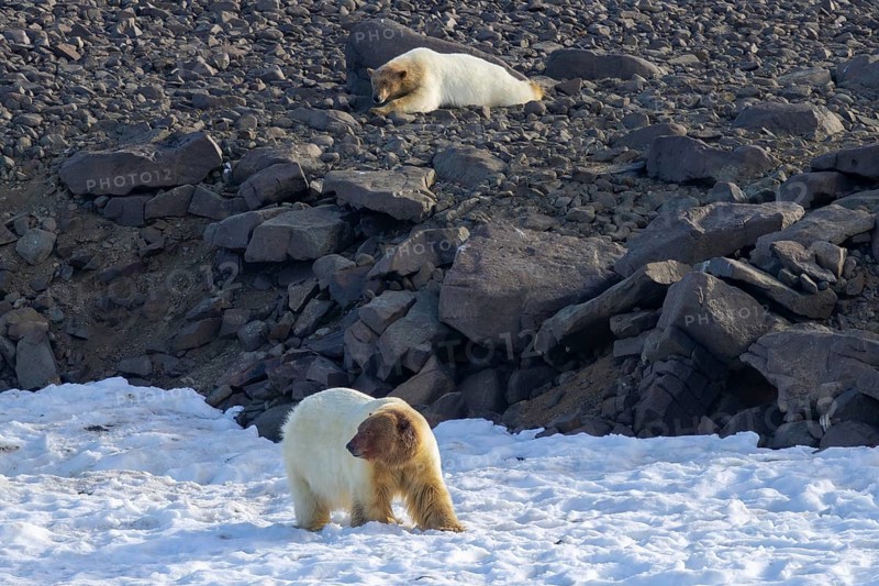 Two polar bears (Ursus maritimus) with blood covered heads after feeding on killed walrus along the coast of Svalbard / Spitsbergen in summer