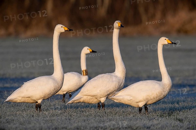 Whooper swans (Cygnus cygnus) and Tundra Swan (Cygnus bewickii) with neckband marking, Emsland, Lower Saxony, Germany
