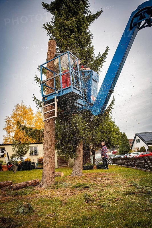 Worker cutting tree on crane, sawdust flying, autumn landscape in the background, tree work, Gechingen, Calw district, Germany