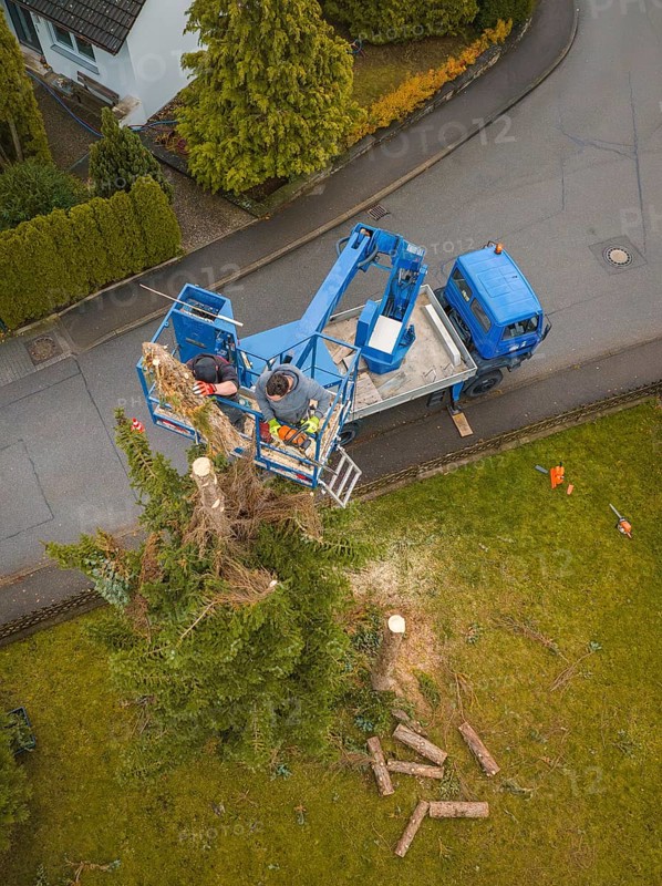 Aerial view of workers on a lift next to a cut tree, tree work, Gechingen, Calw district, Germany