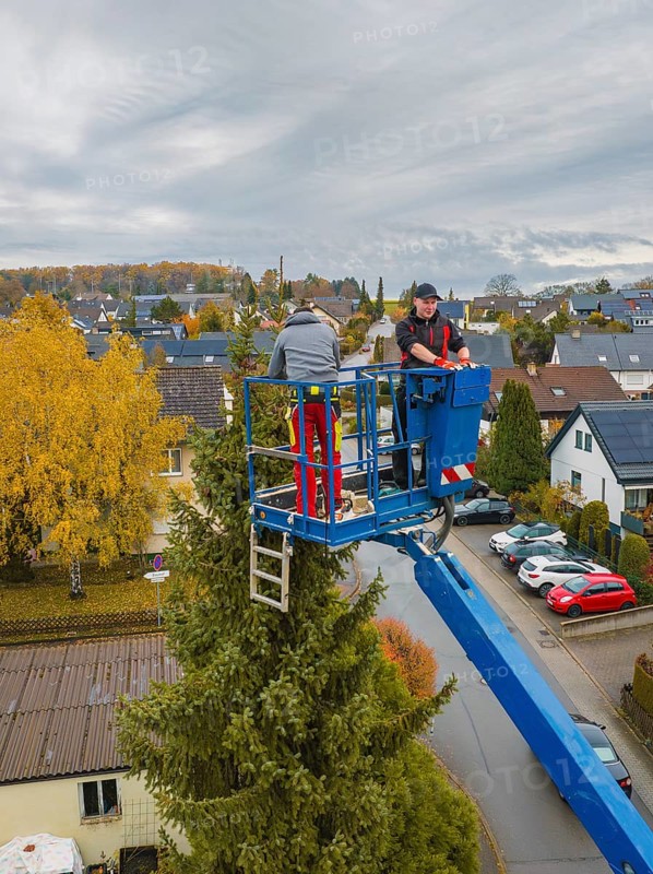 Workers on a lift working on a tree in an urban environment, tree work, Gechingen, Calw district, Germany