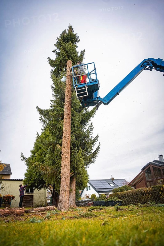 Workers on crane platform remove branches of a tall tree in front of houses, tree work, Gechingen, Calw district, Germany