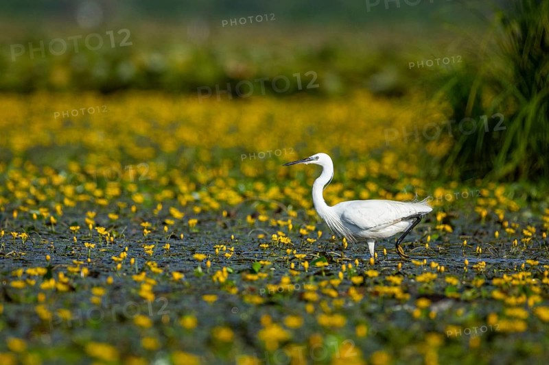 Little Egret (Egretta garzetta) in the midst of flowering echidnas Hungary