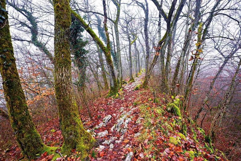 Limestone trail leads through forest covered with moss trees, Lägerngrat, Baden, Aargau Canton, Switzerland