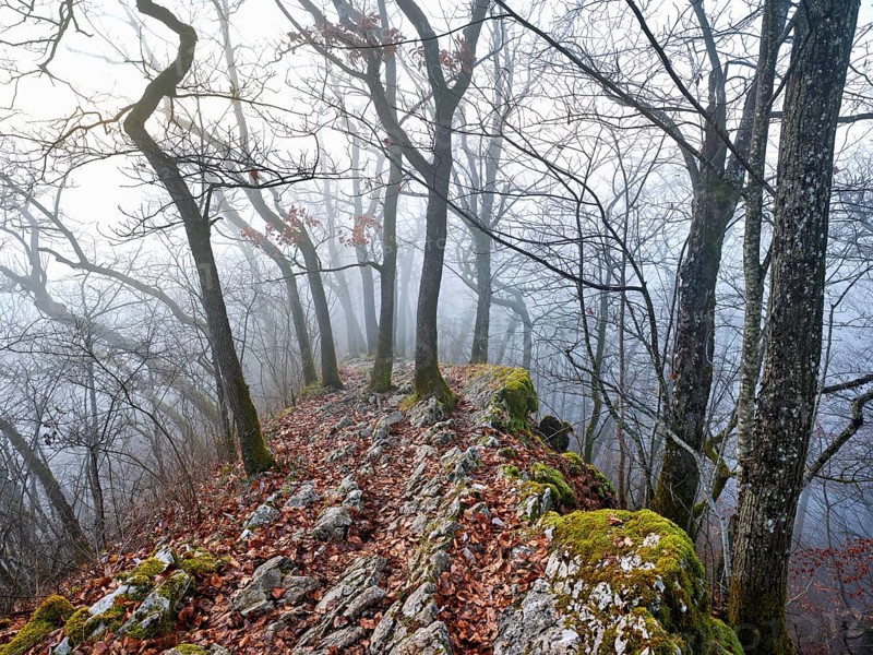 Trees surrounded by moss-covered, distinctive limestone formation, Lägerngrat, Baden, Canton Aargau, Switzerland