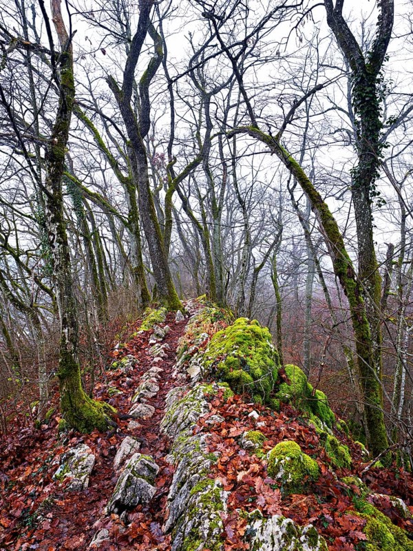 Moss-covered trees surrounded by distinctive limestone formation, Lägerngrat, Baden, Canton Aargau, Switzerland