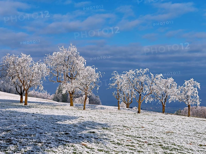 Winter landscape with trees and meadows in hoarfrost, Beinwil, Freiamt, Canton of Aargau, Switzerland