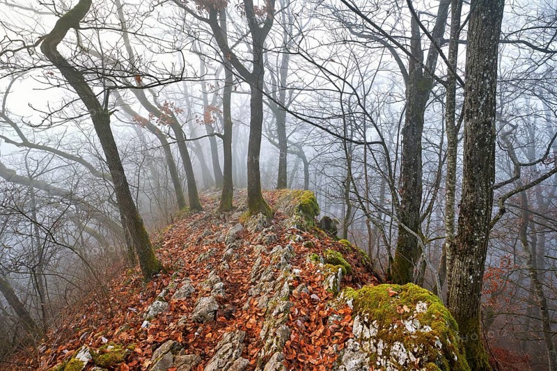 Trees surrounded by moss-covered, distinctive limestone formation, Lägerngrat, Baden, Canton Aargau, Switzerland