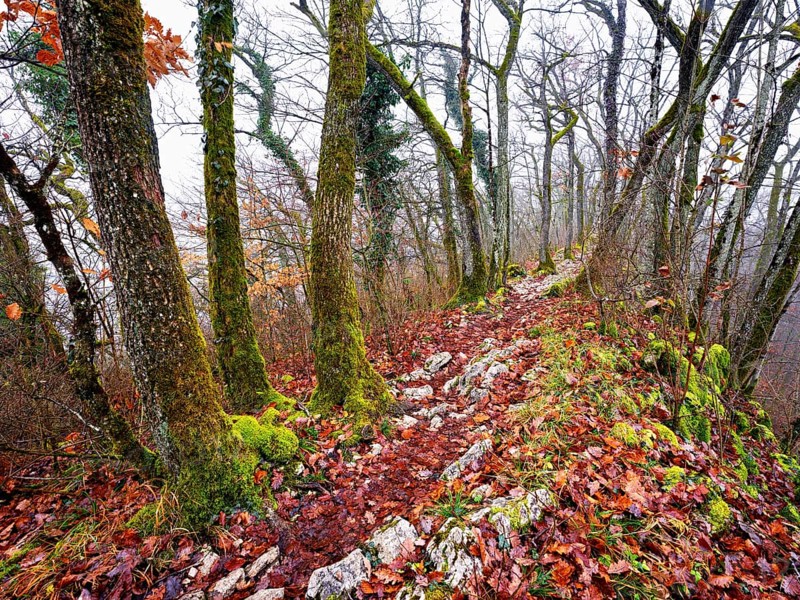 Limestone trail leads through forest covered with moss trees, Lägerngrat, Baden, Aargau Canton, Switzerland