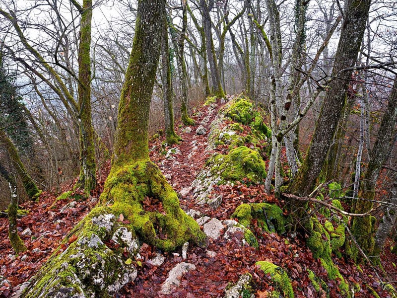 Moss-covered trees surrounded by distinctive limestone formation, Lägerngrat, Baden, Canton Aargau, Switzerland