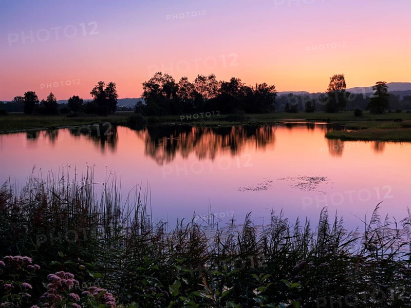 Morning at a pond in the Schoren nature reserve, Mühlau, Freiamt, Canton of Aargau, Switzerland