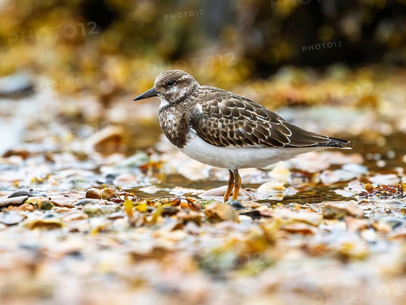 Ruddy Turnstone, Arenaria interpres, United Kingdom
