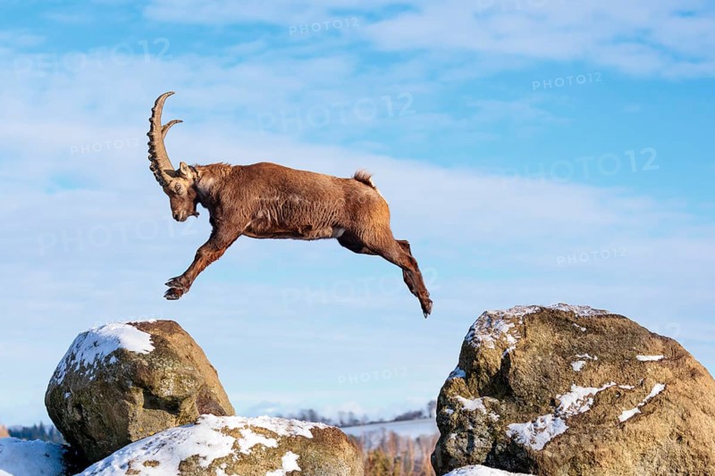 A male ibex (Capra ibex) jumps from rock to rock. Morning light against a blue sky with clouds. Carinthia, Austria