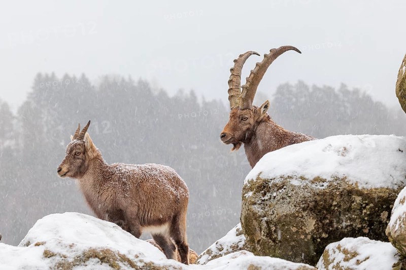 A male and a female ibex (Capra ibex) stand on a rock in the snowstorm. A forest can be seen dimly in the background. Carinthia, Austria