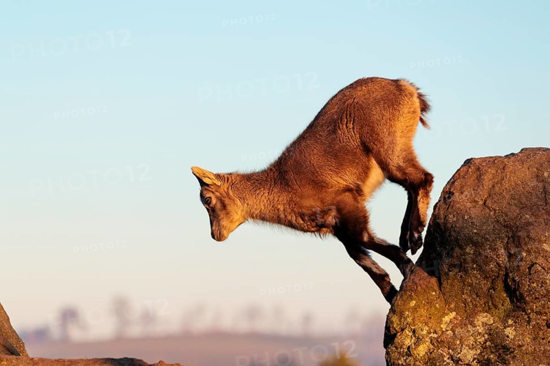 A young female ibex (Capra ibex) jumps from rock to rock. Morning light against a blue sky with clouds. Carinthia, Austria