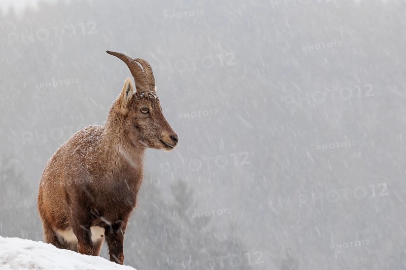 A female ibex (Capra ibex) stands on a rock in the snowstorm. A forest can be seen dimly in the background. Carinthia, Austria