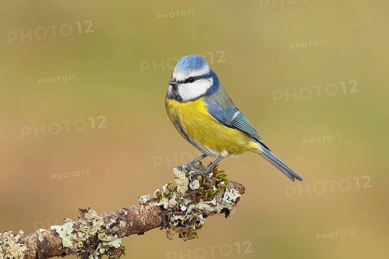 Blue tit (Parus caeruleus), sitting on a branch overgrown with moss and lichen, Wildlife, Animals, Birds, Tits, Siegerland, North Rhine-Westphalia, Germany