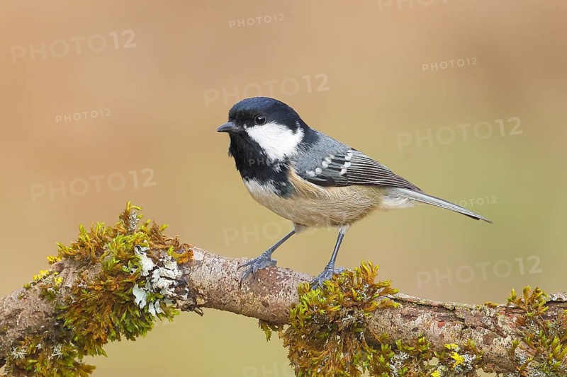 Fir tit (Periparus ater), sitting on a branch overgrown with moss and lichen, Wildlife, Animals, Birds, Tits, Siegerland, North Rhine-Westphalia, Germany