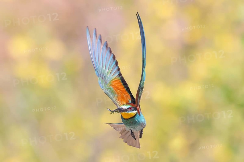 Bee-eater (Merops apiaster) approaching the breeding den.wildlife, mating, migratory bird, raptor, animals, birds, Lake Neusiedl National Park, Seewinkel, Burgenland, Austria