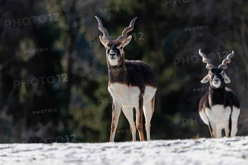 Two male blackbucks (Antilope cervicapra) stand in a snow covered meadow on a sunny morning, backlit by the sun. A forest can be seen in the background. Captive