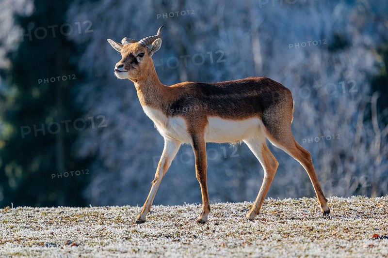 A young male blackbuck (Antilope cervicapra) stands in a hoar-frost covered meadow on a sunny morning, backlit by the sun. A hoar-frost covered forest can be seen in the background. Captive