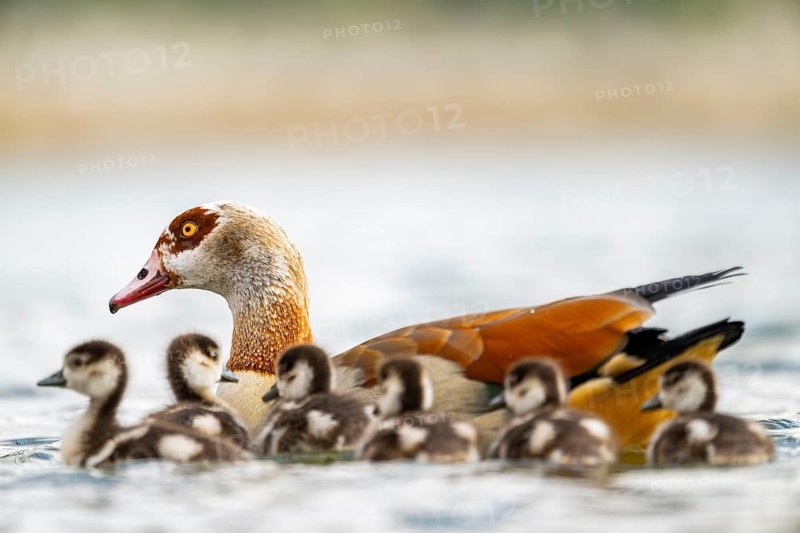 Egyptian goose (Alopochen aegyptiaca) mother with her chicks swimming on a lake, Bavaria, Germany