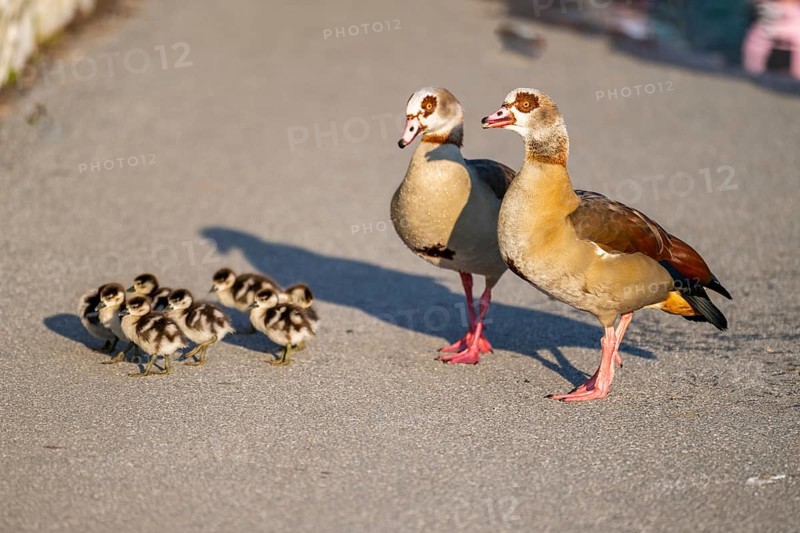 Egyptian goose (Alopochen aegyptiaca) family, mother and father with their chicks at the shore of a lake, Bavaria, Germany