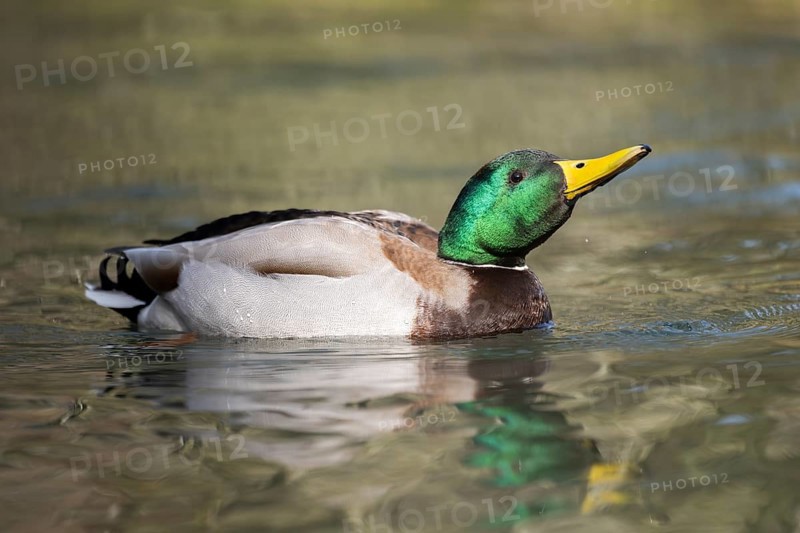 Mallard (Anas platyrhynchos) male on a lake, Bavaria, Germany