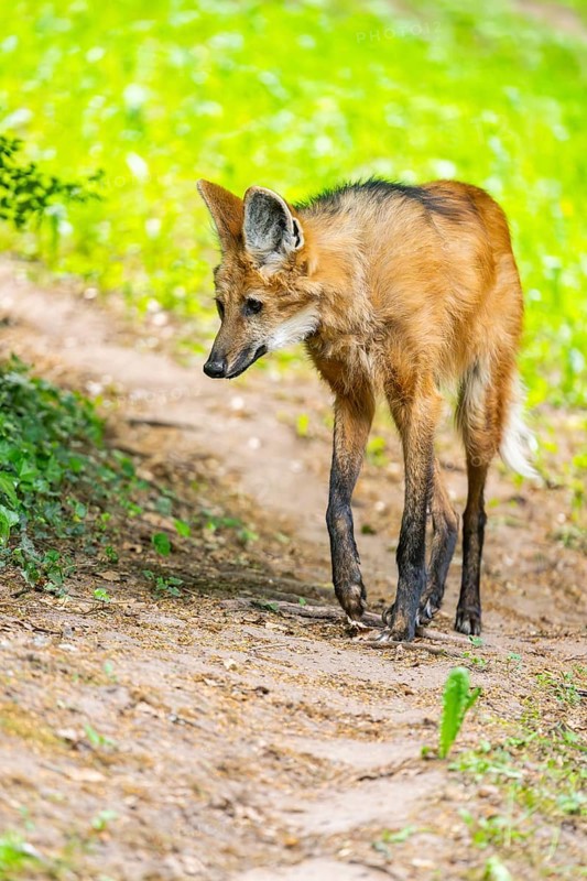 Maned wolf (Chrysocyon brachyurus) walking around, Germany