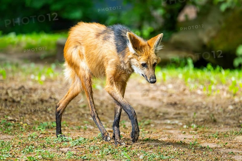 Maned wolf (Chrysocyon brachyurus) walking around, Germany