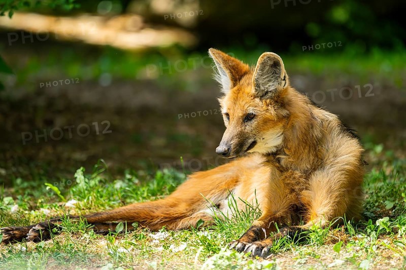 Maned wolf (Chrysocyon brachyurus) lying on the ground, Germany
