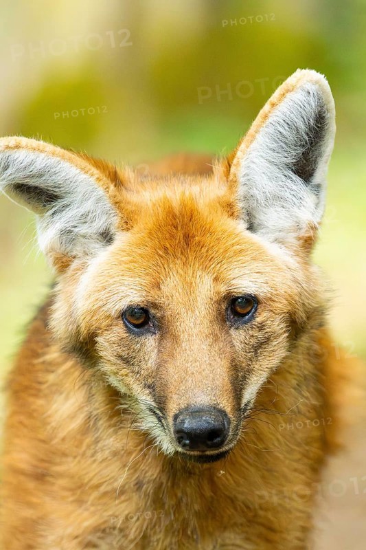 Maned wolf (Chrysocyon brachyurus), portrait, Germany