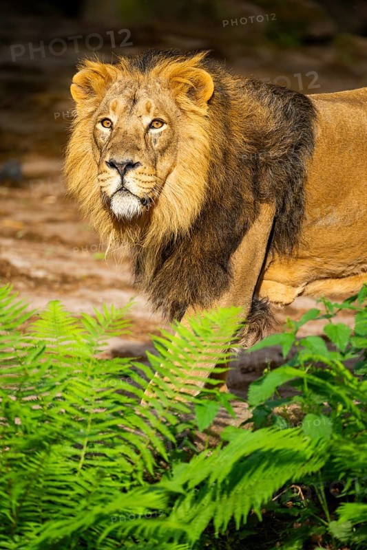 Asiatic lion (Panthera leo persica) male, portrait, captive, Germany