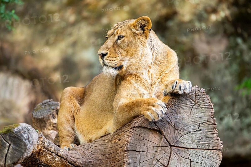 Asiatic lion (Panthera leo persica) female lying on a tree trunk, captive, Germany