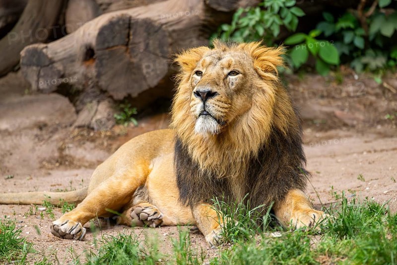 Asiatic lion (Panthera leo persica) male lying on the ground, captive, Germany