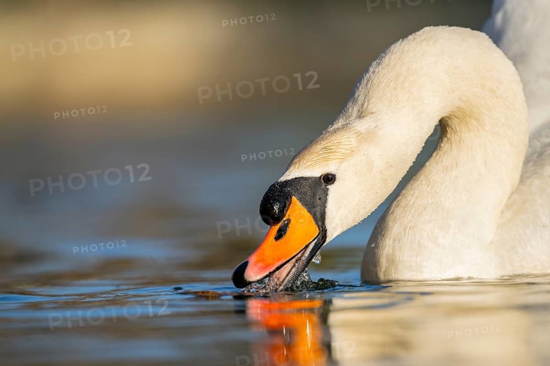 Portrait of a Mute swan (Cygnus olor) swimming on a lake, Bavaria, Germany