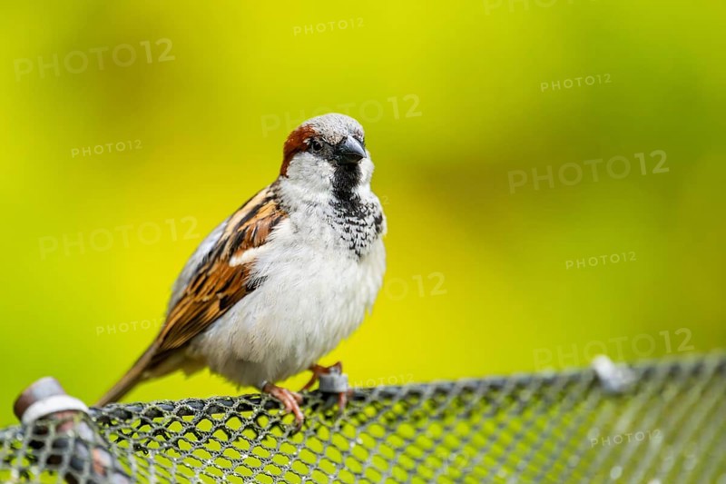 House sparrow (Passer domesticus) sitting on a fence, Bavaria, Germany