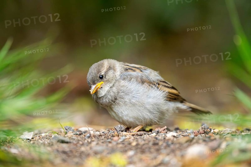 House sparrow (Passer domesticus) youngster sitting on the ground, Bavaria, Germany