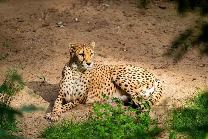 Cheetah (Acinonyx jubatus) lying on the ground, Germany