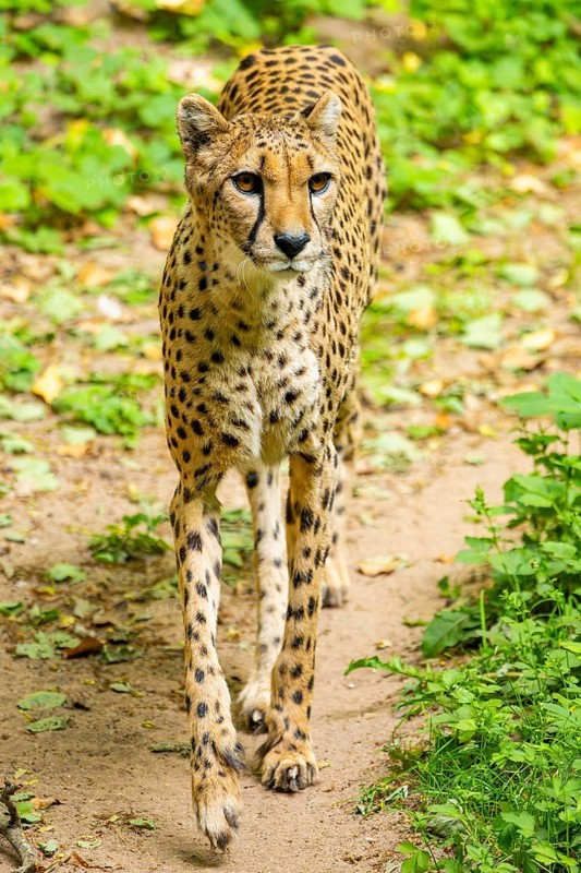 Cheetah (Acinonyx jubatus) walking around on the ground, Germany