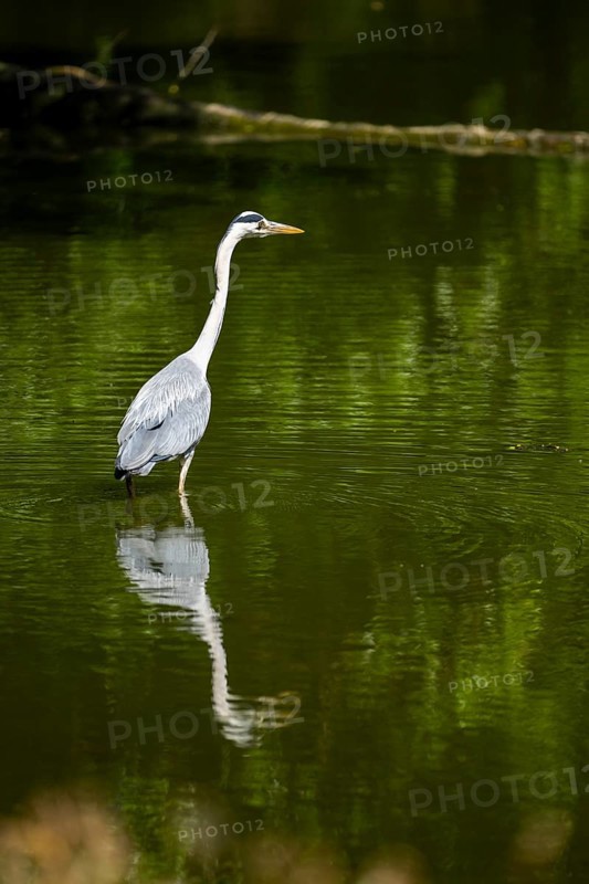 Grey heron (Ardea cinerea) standing in the water at the waters edge, Bavaria, Germany