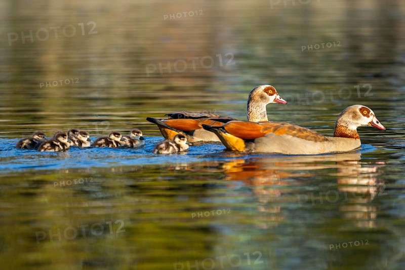 Egyptian goose (Alopochen aegyptiaca) mother with her chicks swimming on a lake, Bavaria, Germany