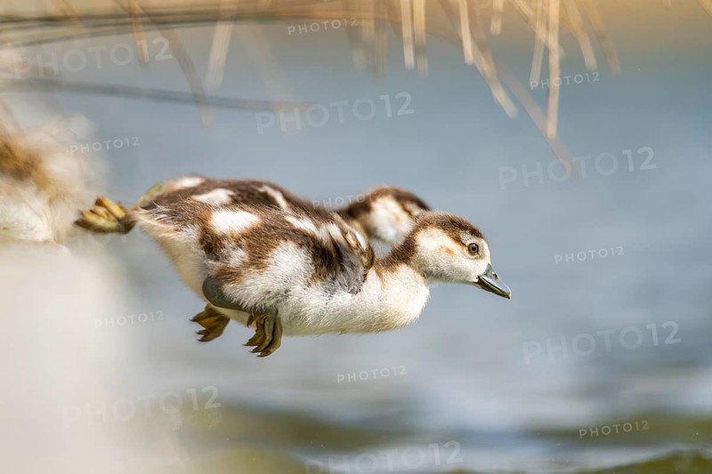 Two cute Egyptian goose (Alopochen aegyptiaca) chicks jumping into a lake, Bavaria, Germany