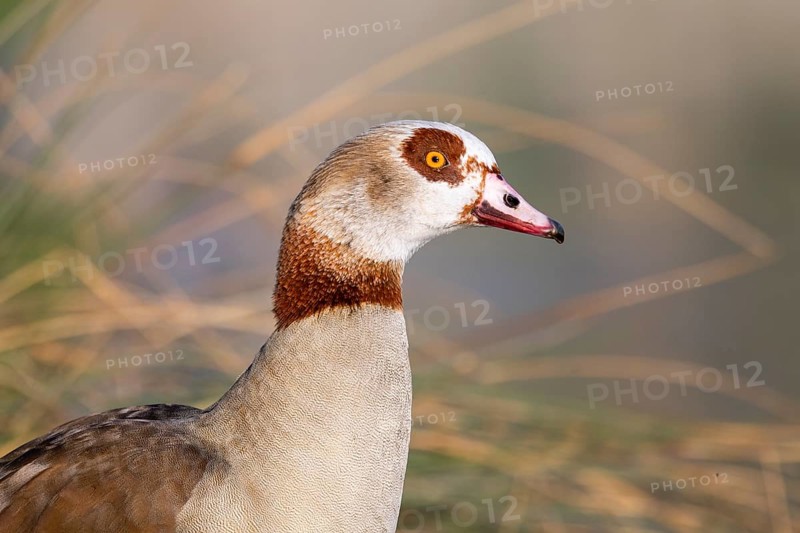 Portrait of an Egyptian goose (Alopochen aegyptiaca) at the shore of a lake, Bavaria, Germany