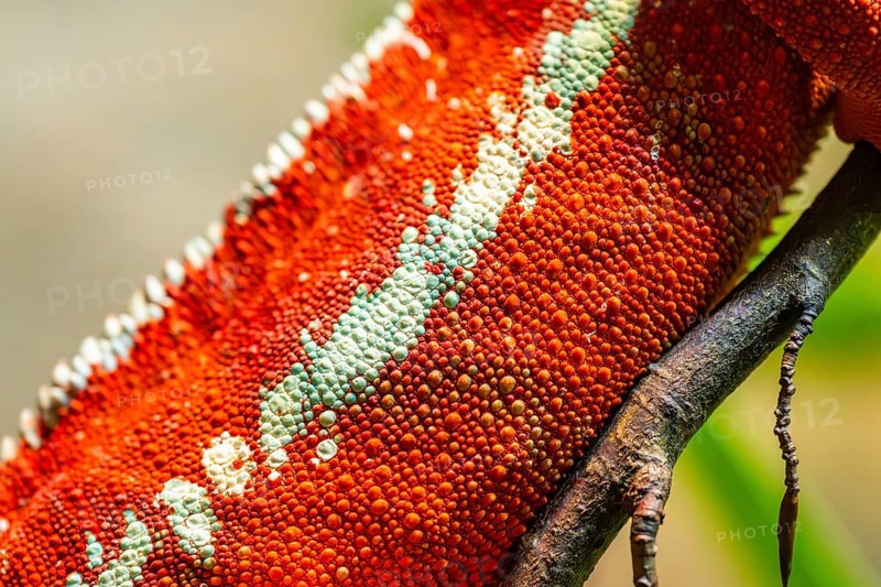 Red Panther chameleon (Furcifer pardalis), tail, detail, skin, captive, Bavaria, Germany