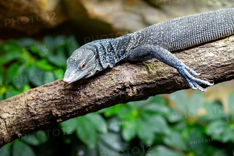 Blue-spotted tree monitor (Varanus macraei) on a branch, portrait, captive, Germany